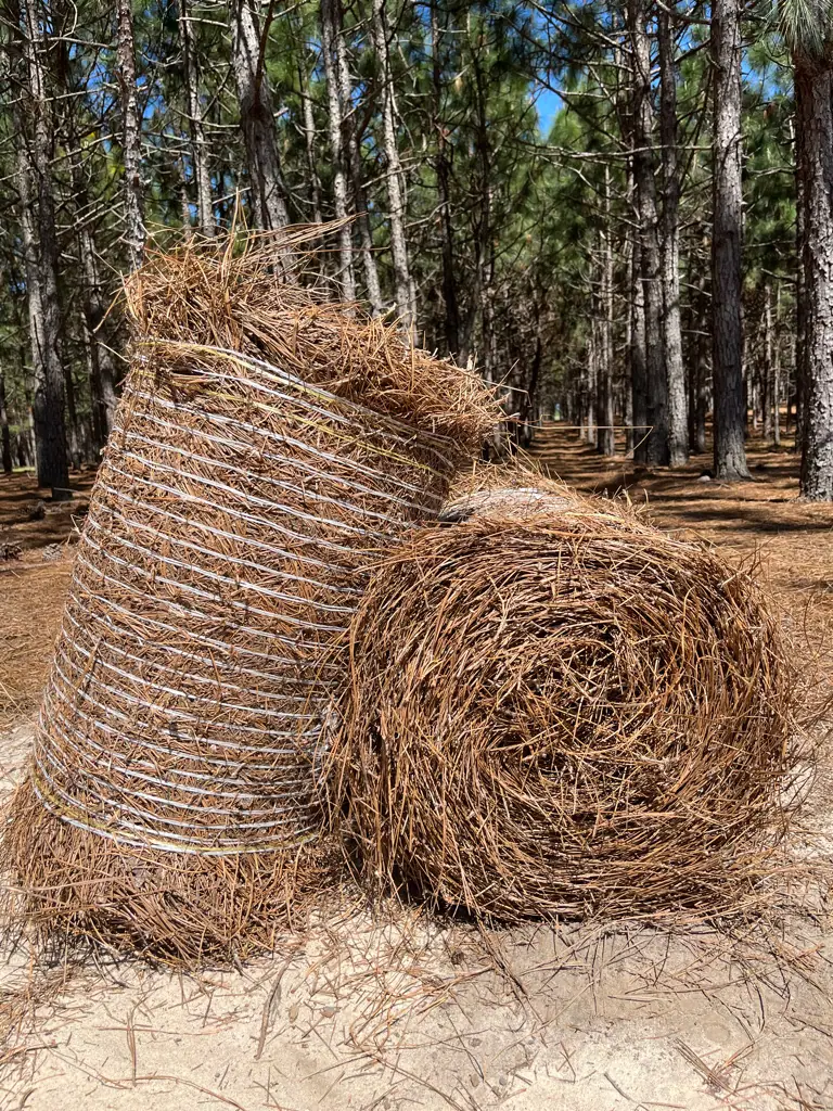 Commercial property refreshed with pinestraw